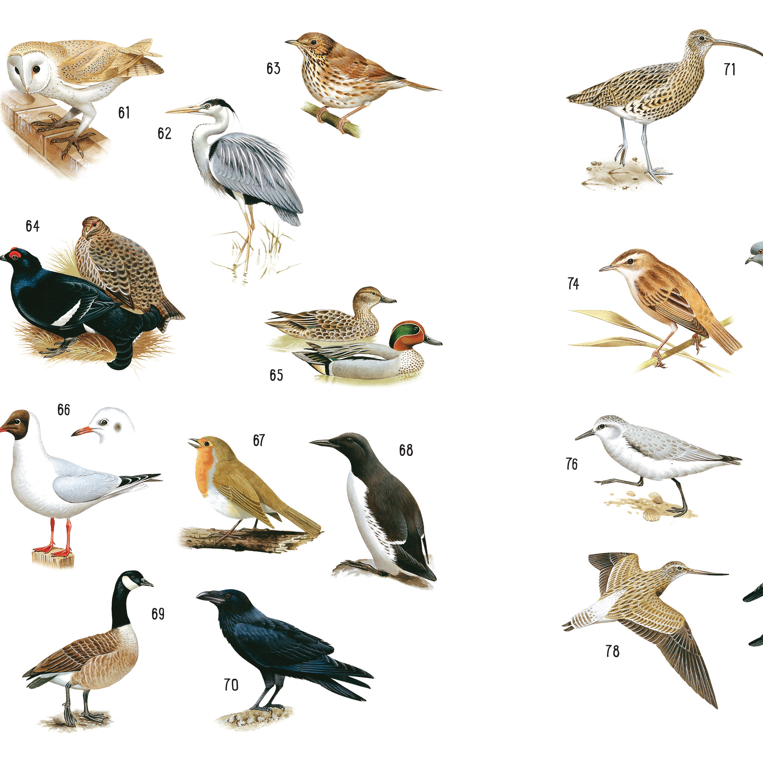 Sticker-Wissen Natur: 