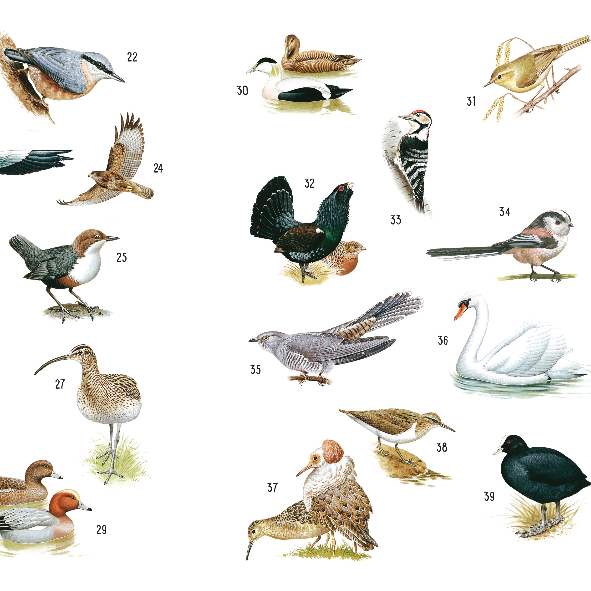 Sticker-Wissen Natur: 